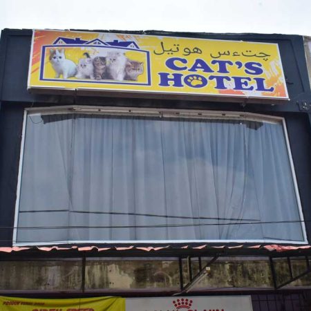 cats-hotel